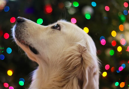 Albero di Natale e cani